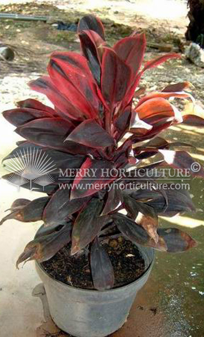 Cordyline terminalis 'Dolly'